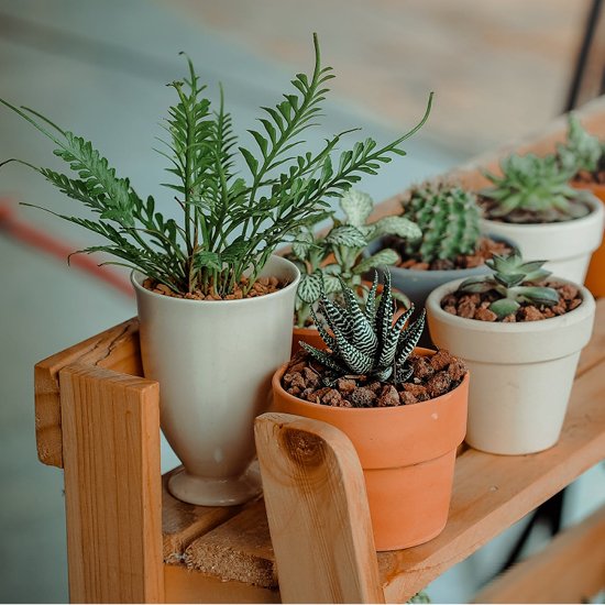 3. Fleur je huis op met planten en bloemen